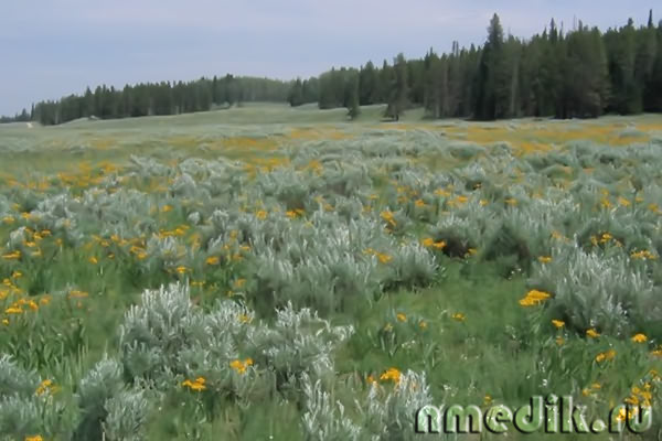 Пыльца цветущих трав способна вызвать аллергию