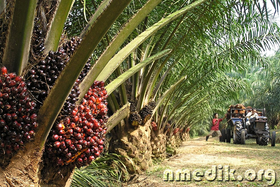 palmovoe maslo proizvodstvo