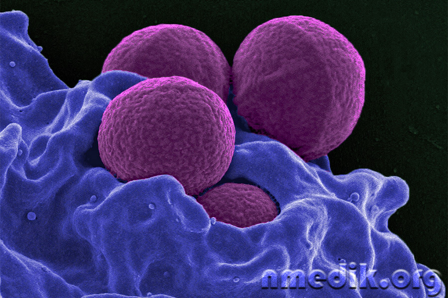 Бактерии стафилококка