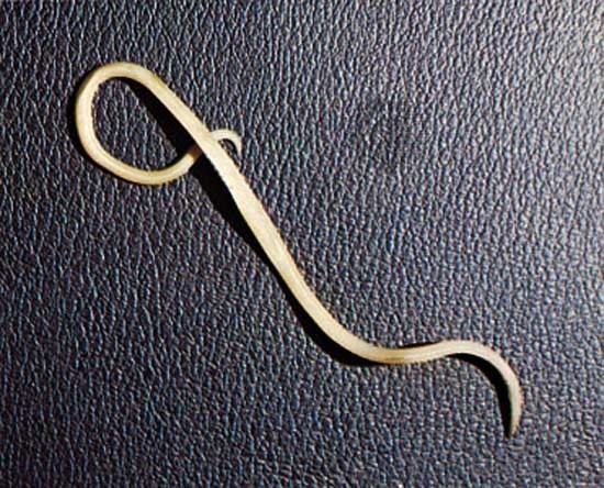 Аскарида (Ascaris lumbricoides) - наиболее распространенный тип глистов, относящихся к круглым червям