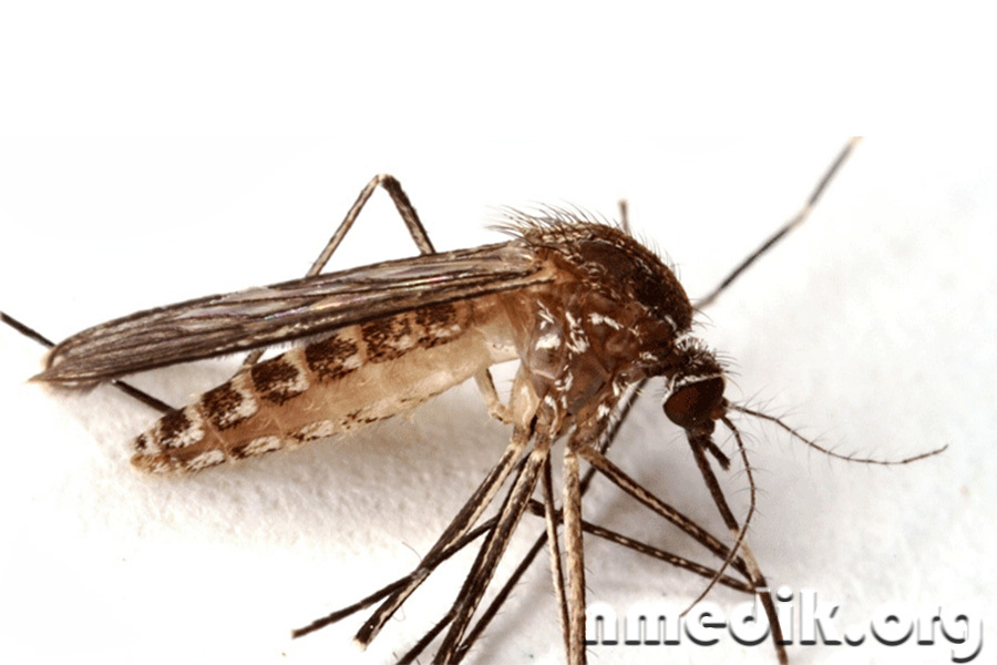 Комар, обитающий в Японии - переносчик энцефалита