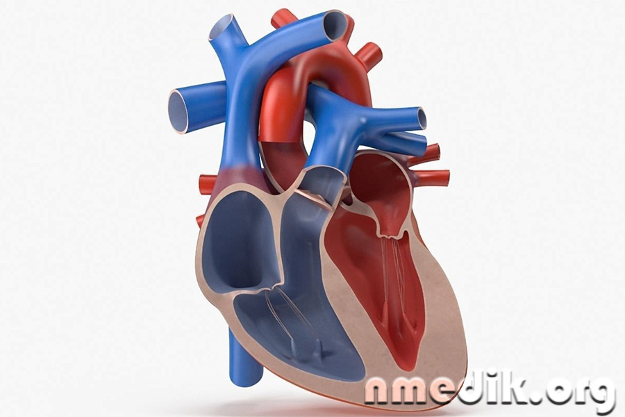 3D модель сердца человека