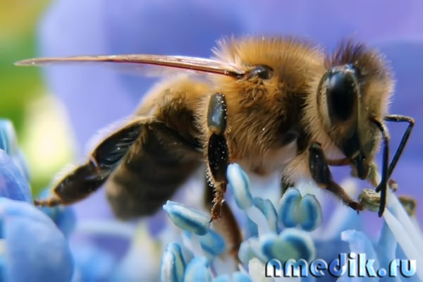 Пчелы не агрессивны и кусают только в случае если их провоцируют