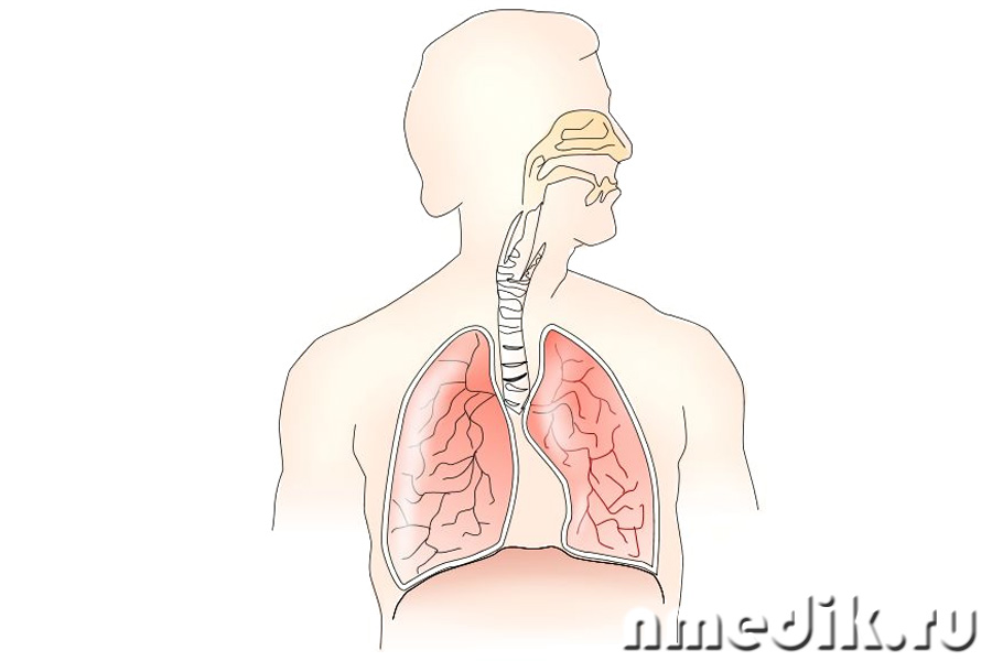 Лечение крапивой - заболевания органов дыхания