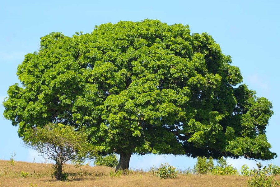 Дендротерапия – деревья-доноры