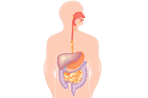 Очищение организма - органы пищеварения