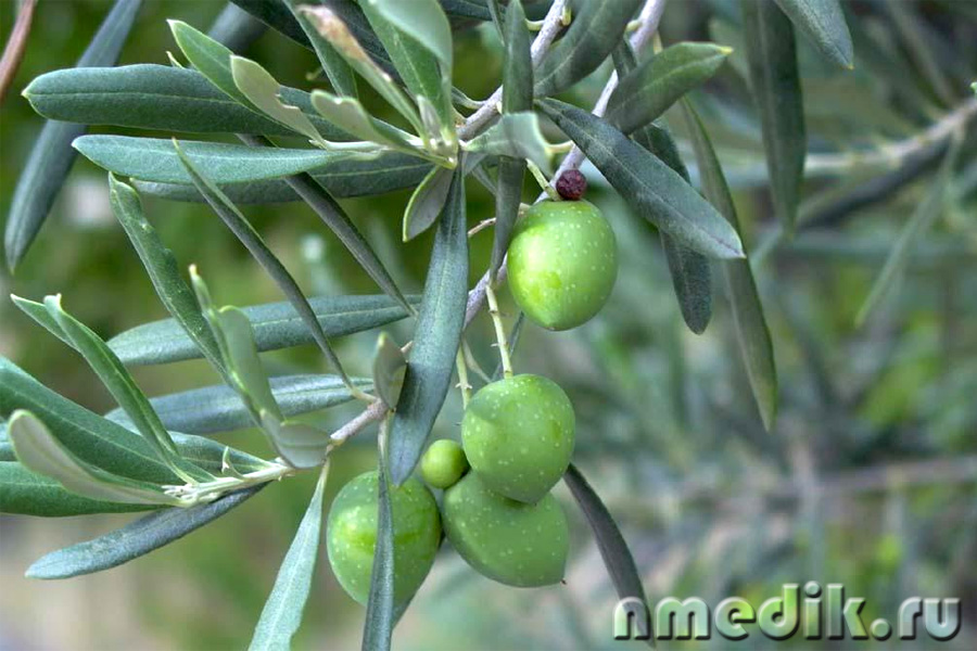 Острые растения - Олива европейская (оливковое дерево)