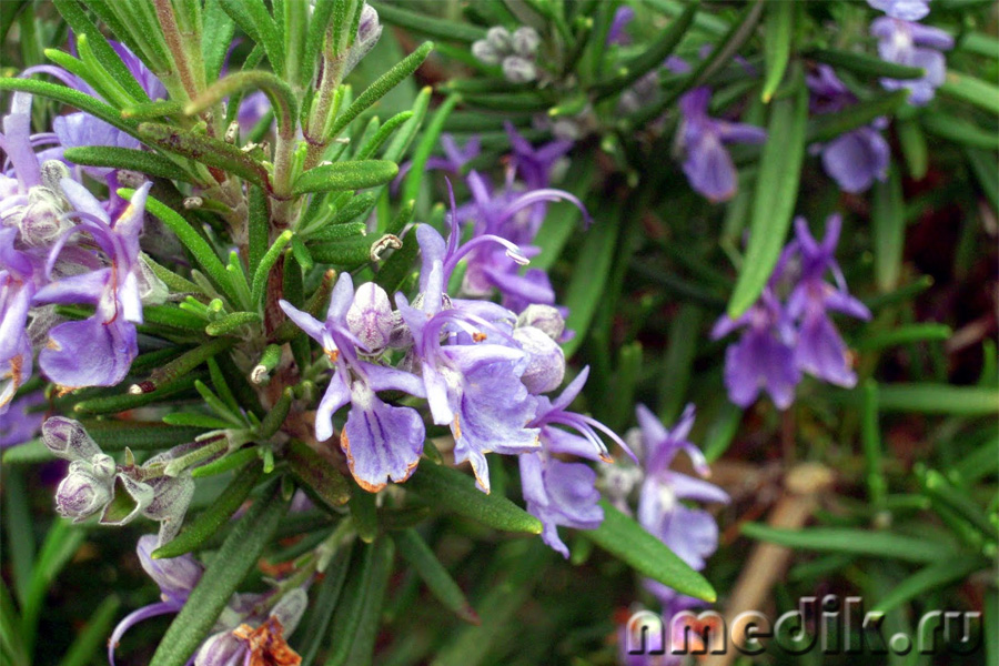 Пряные растения - Salvia officinalis