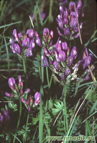 Астрагал датский – Astragalus danicus Rupr.