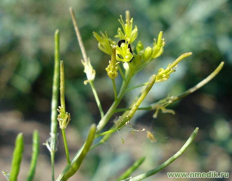 Дескурайния софии – Descurainia sophia L. - соцветие