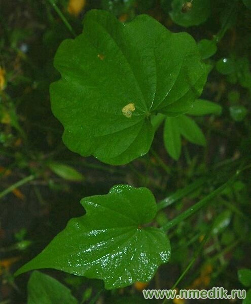 Диоскорея ниппонская – Dioscorea nipponica M. - листья