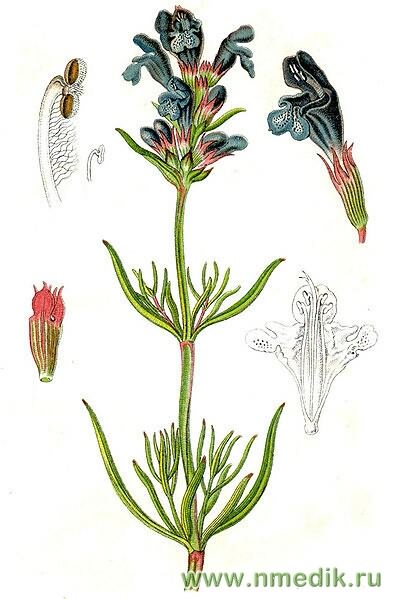 Змееголовник Рюйша – Dracocephalum ruyschiana L.