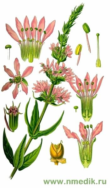 Дербенник иволистный – Lythrum salicaria L. - иллюстрация