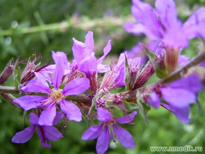 Дербенник иволистный – Lythrum salicaria L. - соцветие