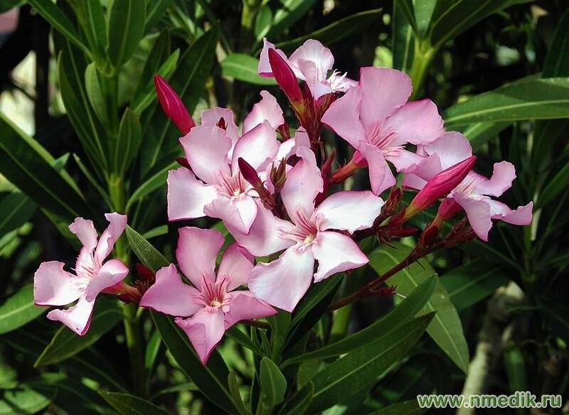 Олеандр обыкновенный - Nerium oleander