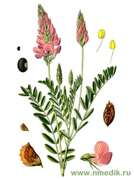 Эспарцет посевной - Onobrychis viciifolia