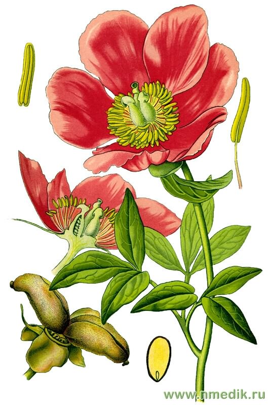 Пион уклоняющийся (Марьин корень) - Paeonia anomala