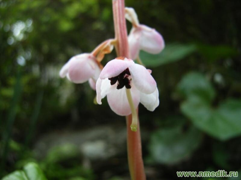Грушанка красная (мясо-красная) - Pyrola incarnata F. - цветок