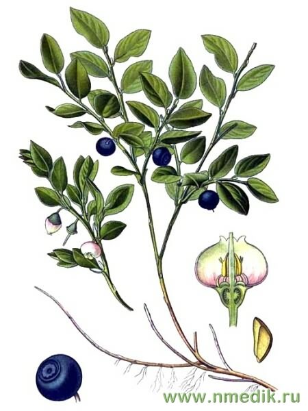 Черника обыкновенная – Vaccinium myrtillus