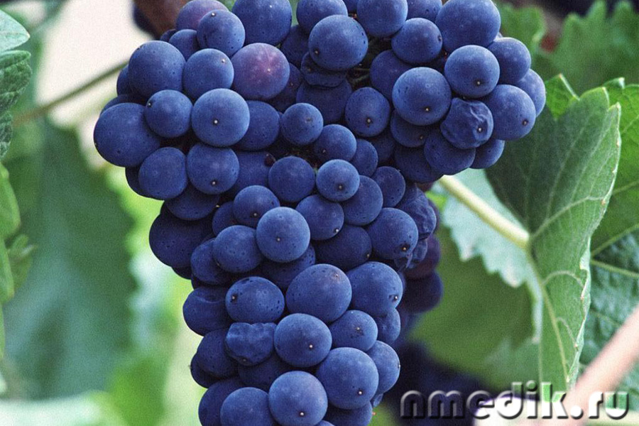 Описание винограда