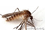 Японский или комариный энцефалит