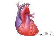 Лечение чесноком болезней сердца
