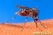 Малярия - симптомы и лечение