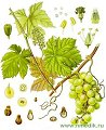 Виноград культурный - описание и лечебные свойства
