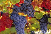 Лечение виноградом - Кожные заболевания