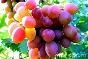 Лечение виноградом - Онкологические заболевания